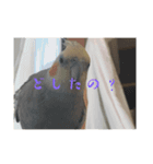 おこめさん（オカメインコ）（個別スタンプ：3）