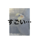 おこめさん（オカメインコ）（個別スタンプ：6）