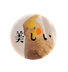 おこめさん（オカメインコ）（個別スタンプ：8）