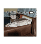 ネコちゃんのひとりごと（個別スタンプ：2）