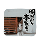 ネコちゃんのひとりごと（個別スタンプ：5）