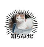 ネコちゃんのひとりごと（個別スタンプ：7）
