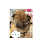 柴犬すずめちゃん1歳（個別スタンプ：1）