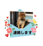 柴犬すずめちゃん1歳（個別スタンプ：2）