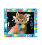 柴犬すずめちゃん1歳（個別スタンプ：3）