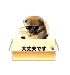 柴犬すずめちゃん1歳（個別スタンプ：5）