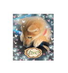 柴犬すずめちゃん1歳（個別スタンプ：7）