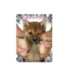 柴犬すずめちゃん1歳（個別スタンプ：8）