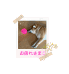 柴犬すずめちゃん1歳（個別スタンプ：9）