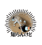柴犬すずめちゃん1歳（個別スタンプ：10）