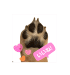 柴犬すずめちゃん1歳（個別スタンプ：11）