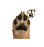 柴犬すずめちゃん1歳（個別スタンプ：12）