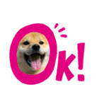 柴犬すずめちゃん1歳（個別スタンプ：15）