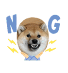 柴犬すずめちゃん1歳（個別スタンプ：17）