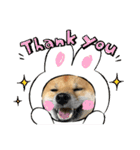 柴犬すずめちゃん1歳（個別スタンプ：19）
