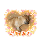 柴犬すずめちゃん1歳（個別スタンプ：20）