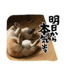 柴犬すずめちゃん1歳（個別スタンプ：21）