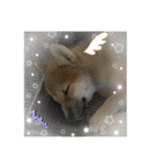 柴犬すずめちゃん1歳（個別スタンプ：22）
