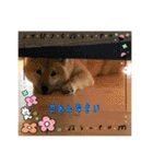 柴犬すずめちゃん1歳（個別スタンプ：26）