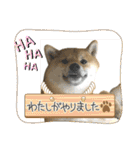 柴犬すずめちゃん1歳（個別スタンプ：28）