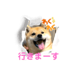 柴犬すずめちゃん1歳（個別スタンプ：29）