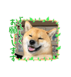 柴犬すずめちゃん1歳（個別スタンプ：30）