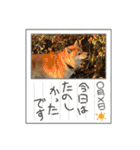 柴犬すずめちゃん1歳（個別スタンプ：31）