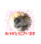 柴犬すずめちゃん1歳（個別スタンプ：32）
