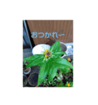 MyGardenFlower10（個別スタンプ：6）