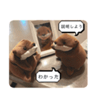 カワウソ三兄弟（個別スタンプ：22）