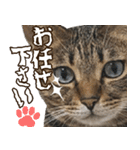 猫のすたんぷ。。。ドアップ編（個別スタンプ：4）