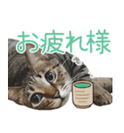 猫のすたんぷ。。。ドアップ編（個別スタンプ：15）