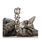 猫のすたんぷ。。。ドアップ編（個別スタンプ：16）