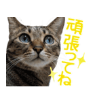 猫のすたんぷ。。。ドアップ編（個別スタンプ：29）