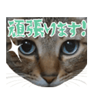 猫のすたんぷ。。。ドアップ編（個別スタンプ：30）