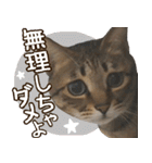 猫のすたんぷ。。。ドアップ編（個別スタンプ：31）