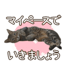 猫のすたんぷ。。。ドアップ編（個別スタンプ：32）