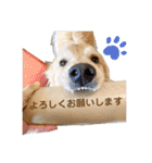 泉南アイドルはぐのスタンプ（個別スタンプ：23）