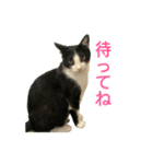 三ネコ姉妹・ひなてまリン（個別スタンプ：5）