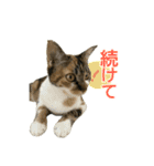 三ネコ姉妹・ひなてまリン（個別スタンプ：9）