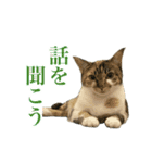 三ネコ姉妹・ひなてまリン（個別スタンプ：10）