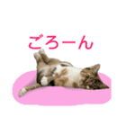 三ネコ姉妹・ひなてまリン（個別スタンプ：11）