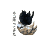 三ネコ姉妹・ひなてまリン（個別スタンプ：15）