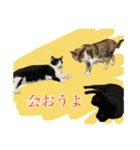 三ネコ姉妹・ひなてまリン（個別スタンプ：16）