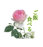 小さな薔薇園（個別スタンプ：11）