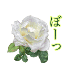 小さな薔薇園（個別スタンプ：13）