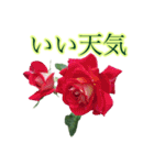 小さな薔薇園（個別スタンプ：27）