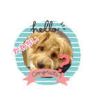 家のワンちゃん,5（個別スタンプ：7）