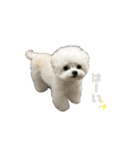 白モフくん ♡♡♡（個別スタンプ：11）