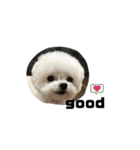 白モフくん ♡♡♡（個別スタンプ：12）